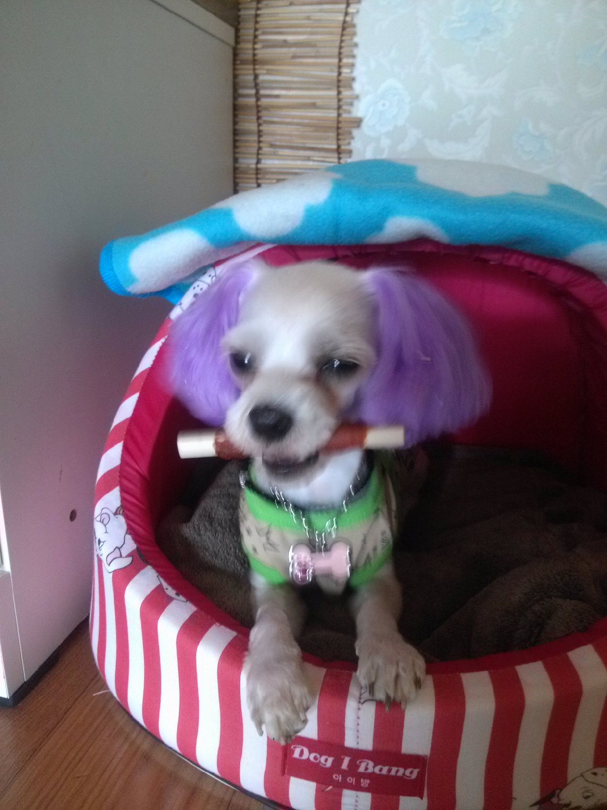 강원도 홍천 내면 에서 잃어버린 말티즈(수컷) 또롱이 찾아요 ㅠㅠ - 강아지 찾아요 - 유기견 보호 센터 - 이미지 2