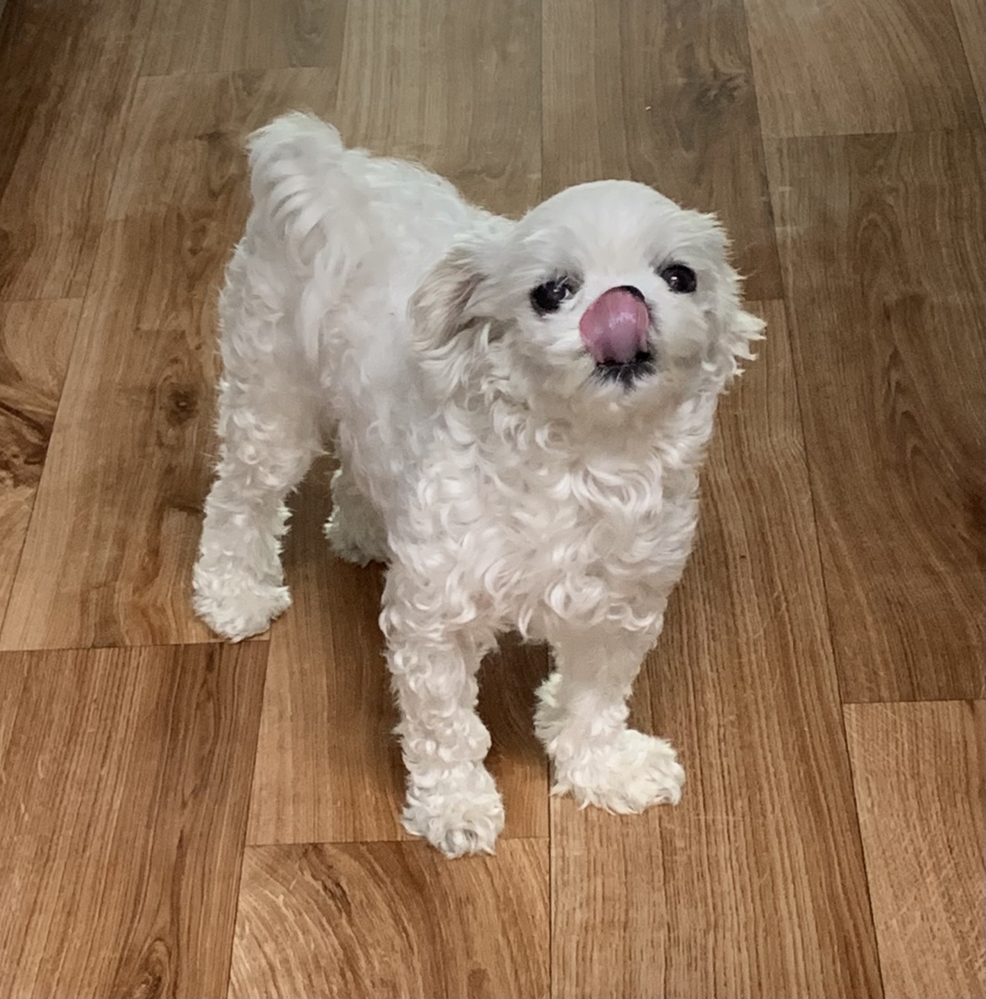 유기견보호센터 강아지보호소 고양이보호소 - 펫찾기 43번째 사진