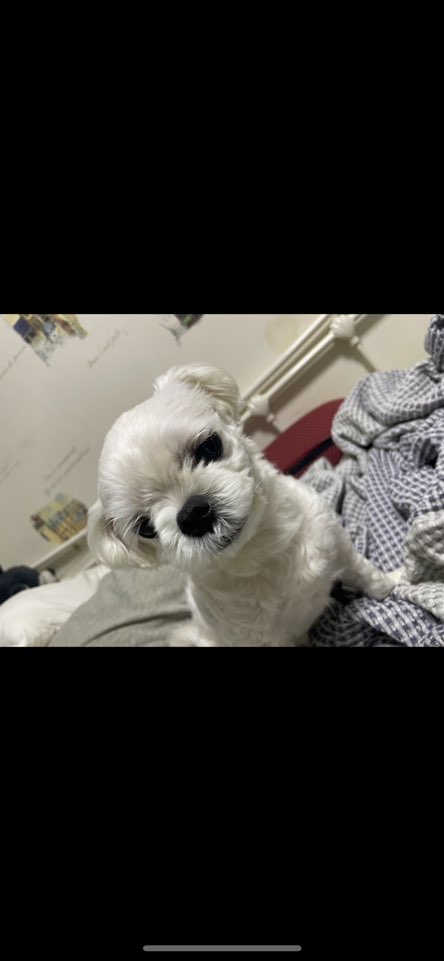 유기견보호센터 강아지보호소 고양이보호소 - 펫찾기 42번째 사진