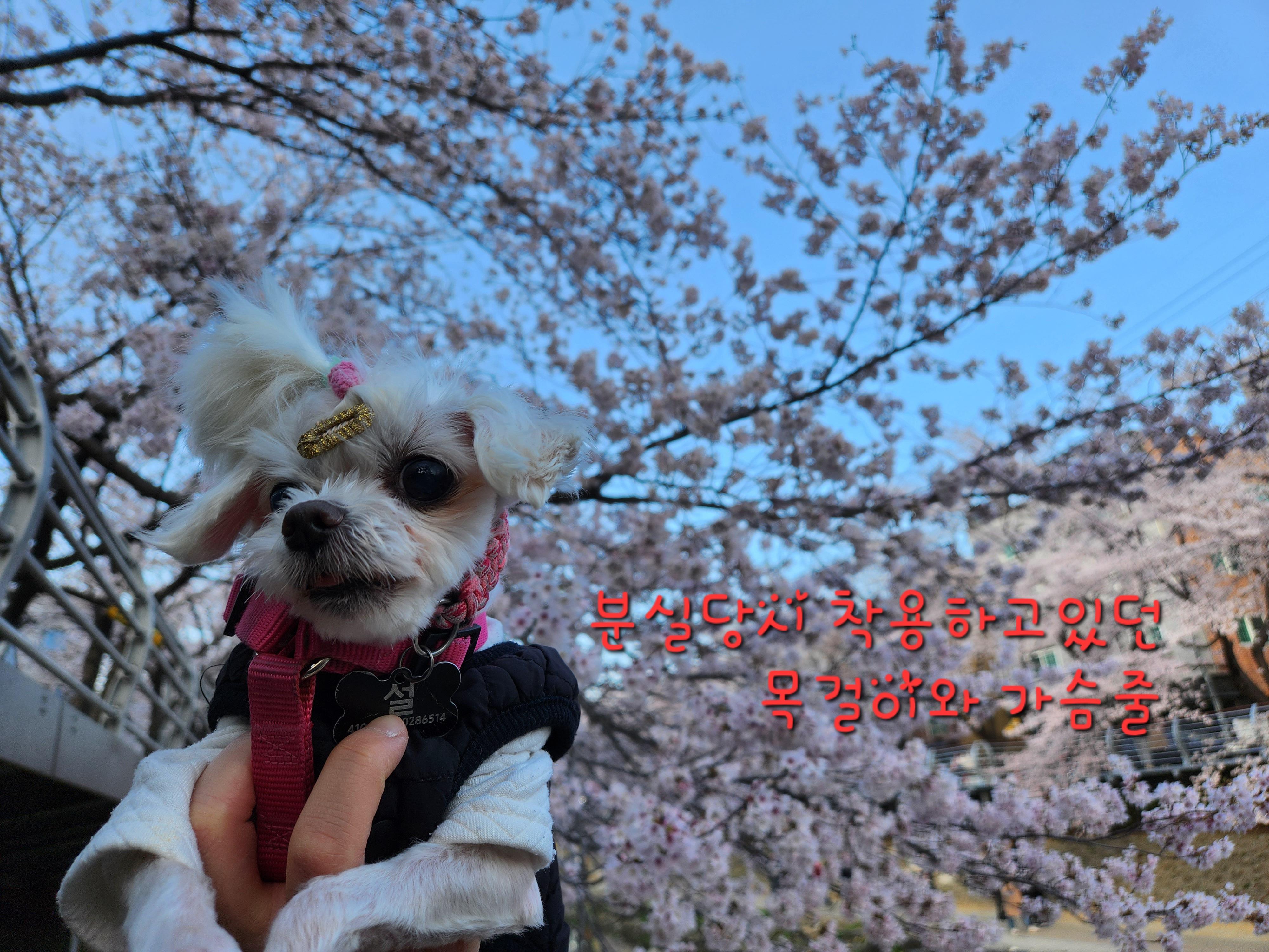 사례금100)도와주세요.. 1.8kg 신발사이즈 240정도크기의 말티즈를 찾습니다... - 강아지 찾아요 - 유기견 보호 센터 - 이미지 7