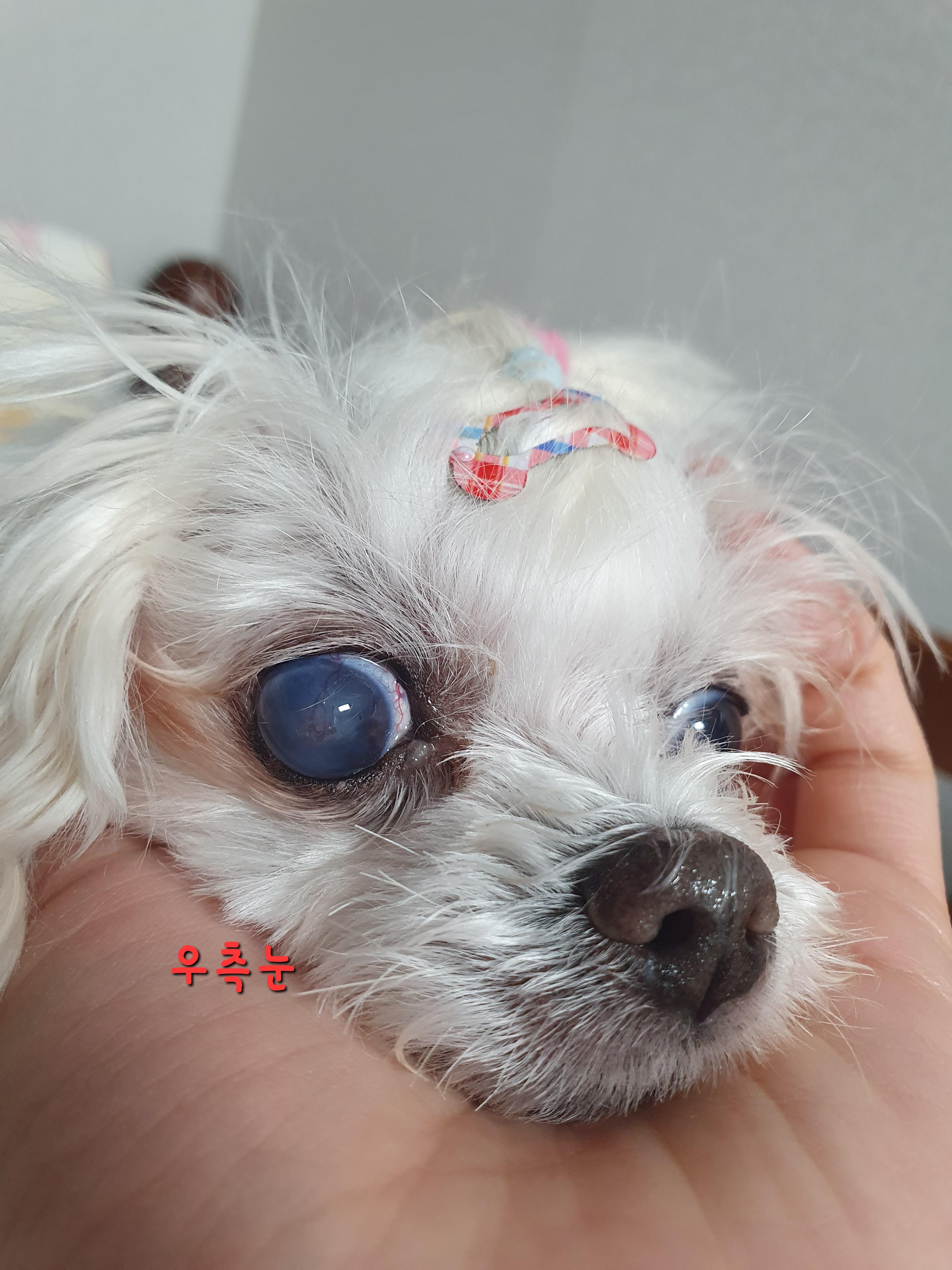 사례금100)도와주세요.. 1.8kg 신발사이즈 240정도크기의 말티즈를 찾습니다... - 강아지 찾아요 - 유기견 보호 센터 - 이미지 8