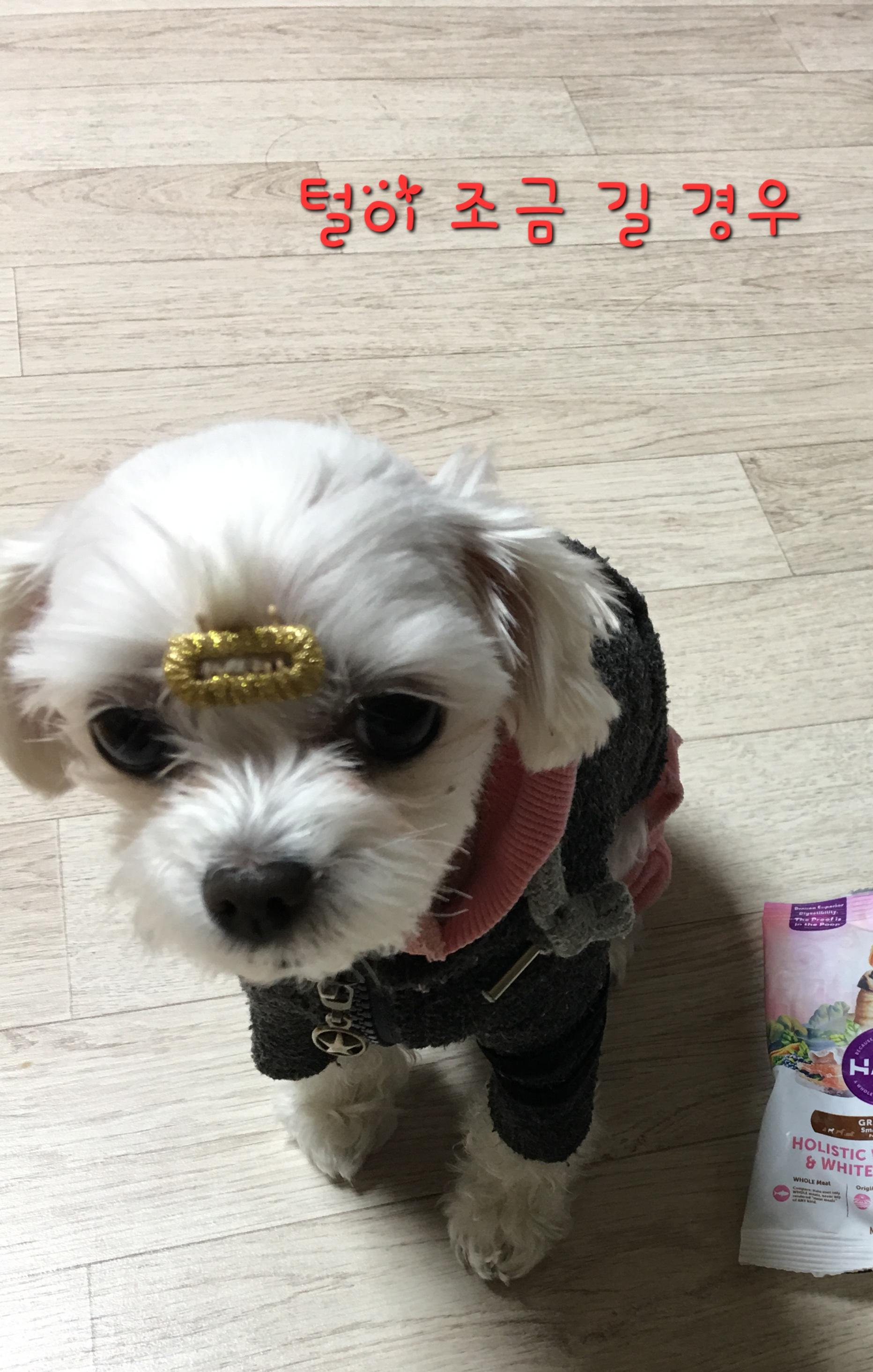 사례금100)도와주세요.. 1.8kg 신발사이즈 240정도크기의 말티즈를 찾습니다... - 강아지 찾아요 - 유기견 보호 센터 - 이미지 10