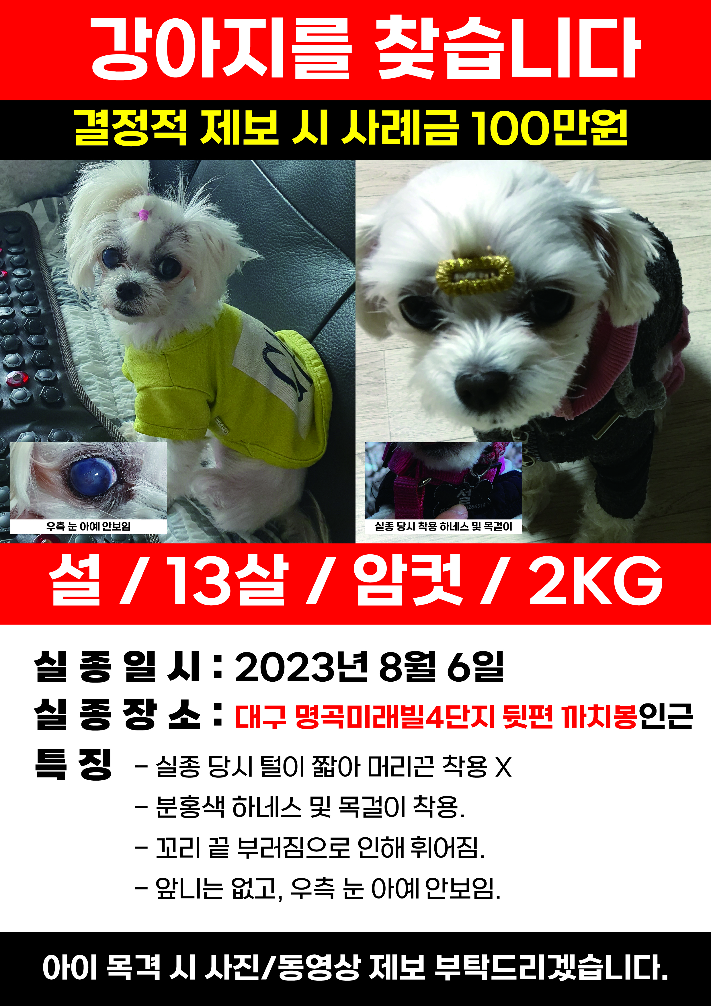 사례금100)도와주세요.. 1.8kg 신발사이즈 240정도크기의 말티즈를 찾습니다... - 강아지 찾아요 - 유기견 보호 센터 - 이미지 1