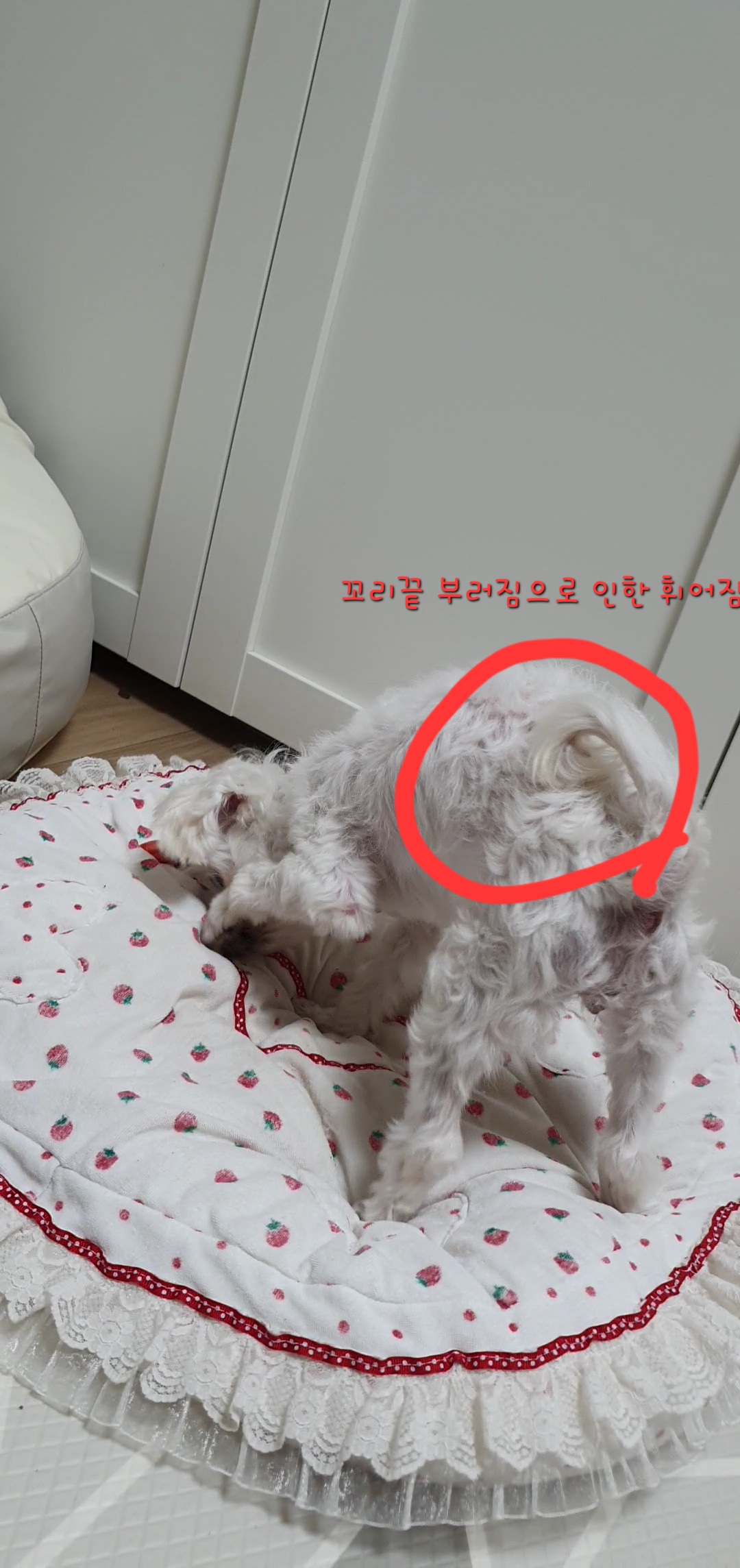 사례금100)도와주세요.. 1.8kg 신발사이즈 240정도크기의 말티즈를 찾습니다... - 강아지 찾아요 - 유기견 보호 센터 - 이미지 9