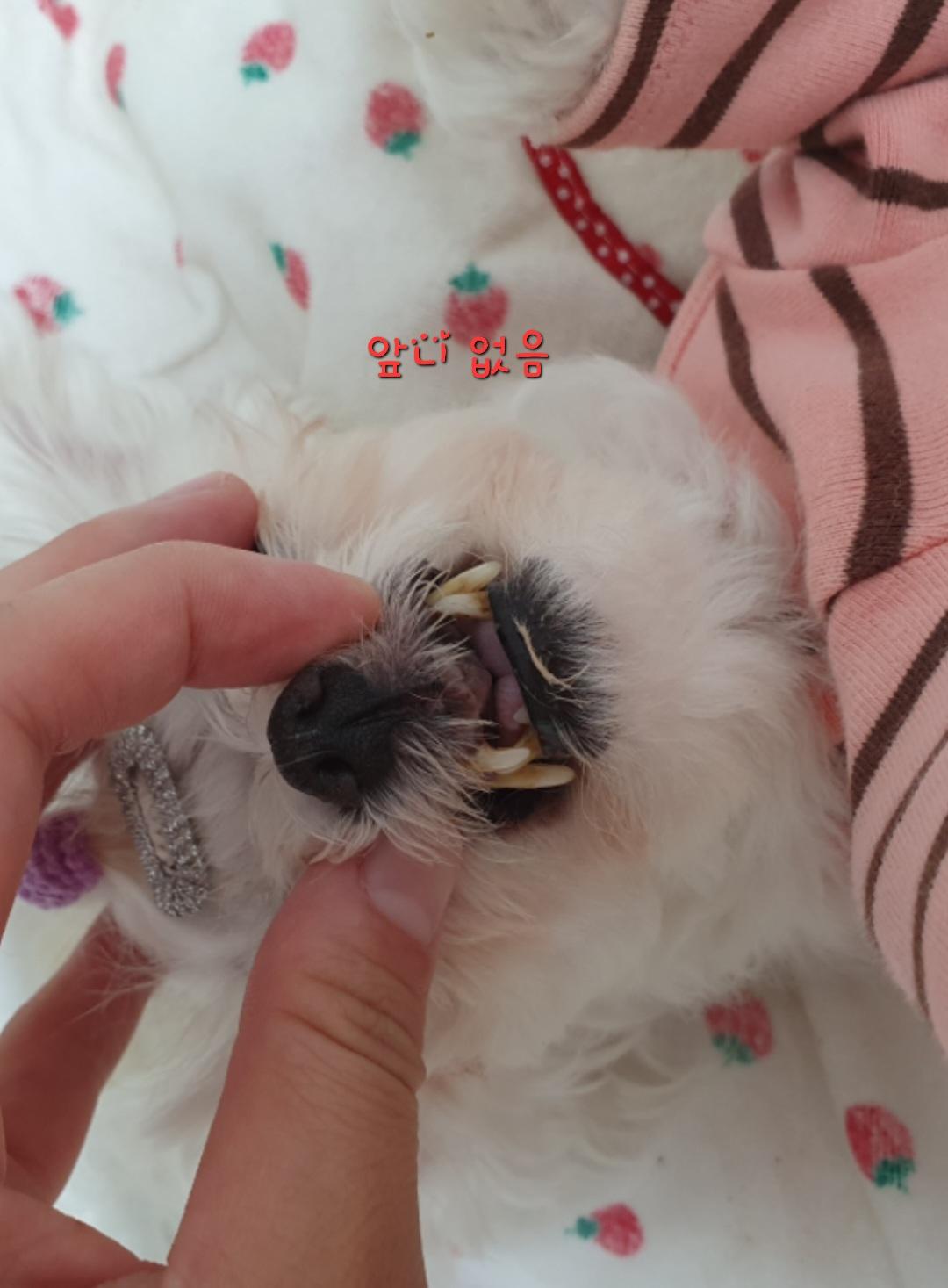 사례금100)도와주세요.. 1.8kg 신발사이즈 240정도크기의 말티즈를 찾습니다... - 강아지 찾아요 - 유기견 보호 센터 - 이미지 3