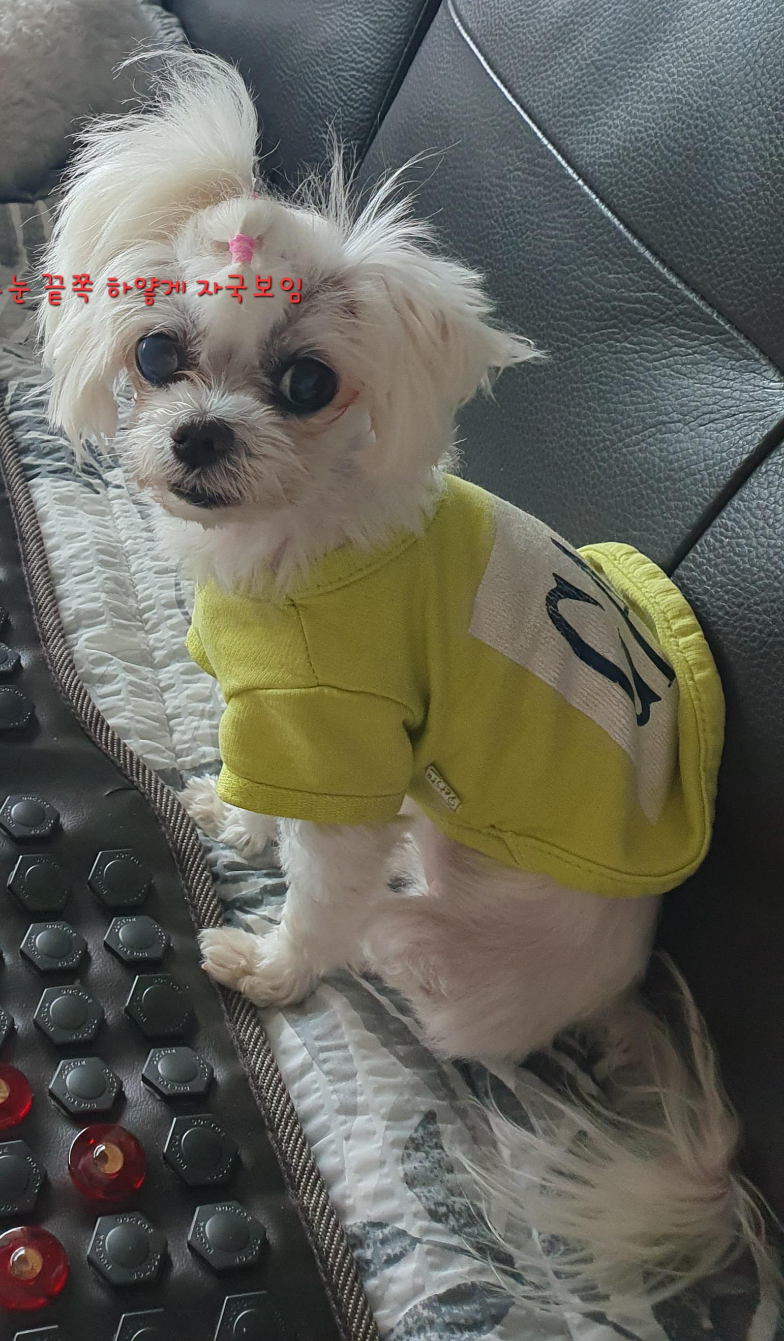 사례금100)도와주세요.. 1.8kg 신발사이즈 240정도크기의 말티즈를 찾습니다... - 강아지 찾아요 - 유기견 보호 센터 - 이미지 6