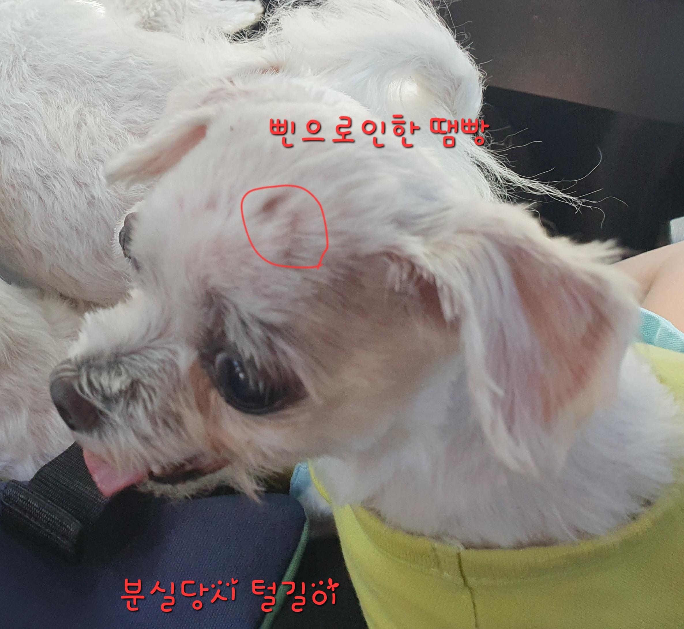 사례금100)도와주세요.. 1.8kg 신발사이즈 240정도크기의 말티즈를 찾습니다... - 강아지 찾아요 - 유기견 보호 센터 - 이미지 5