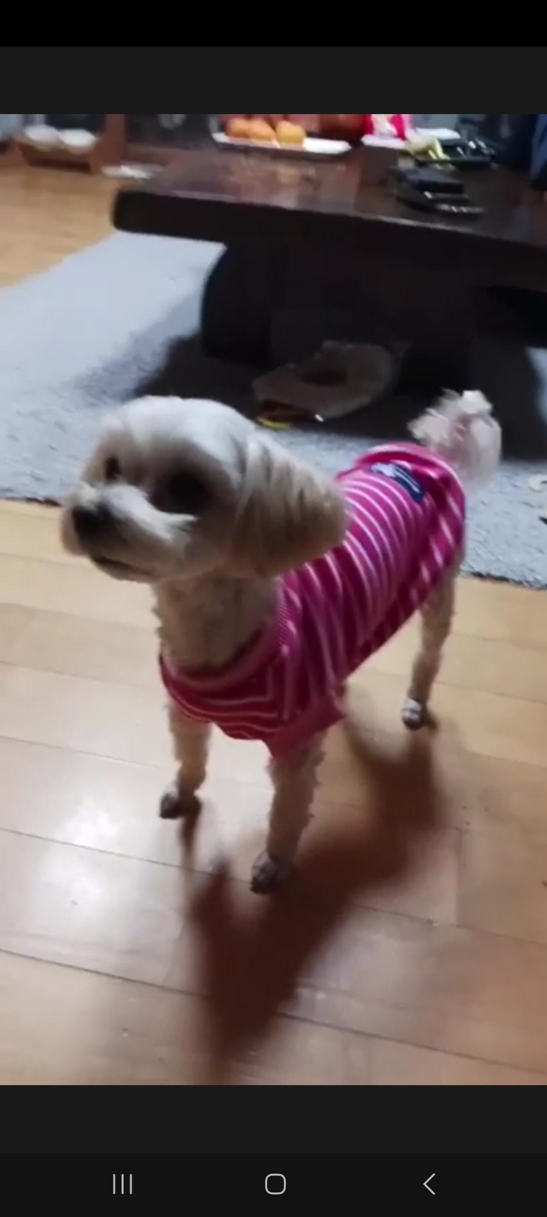 강아지를 찾습니다. - 강아지 찾아요 - 유기견 보호 센터 - 이미지 2