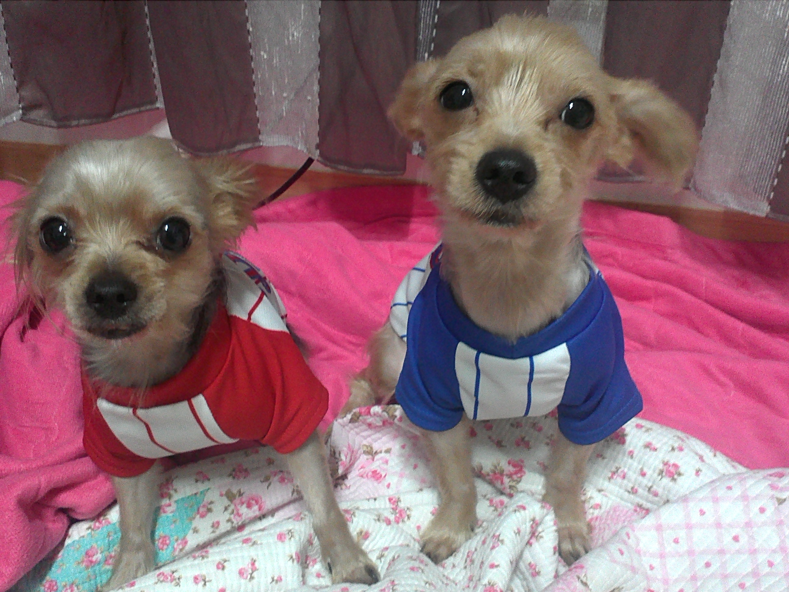 강아지를찾습니다 - 강아지 찾아요 - 유기견 보호 센터 - 이미지 1