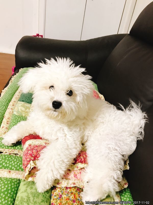 유기견보호센터 강아지보호소 고양이보호소 - 펫찾기 13번째 사진