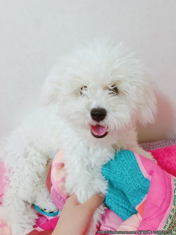 유기견보호센터 강아지보호소 고양이보호소 - 펫찾기 12번째 사진