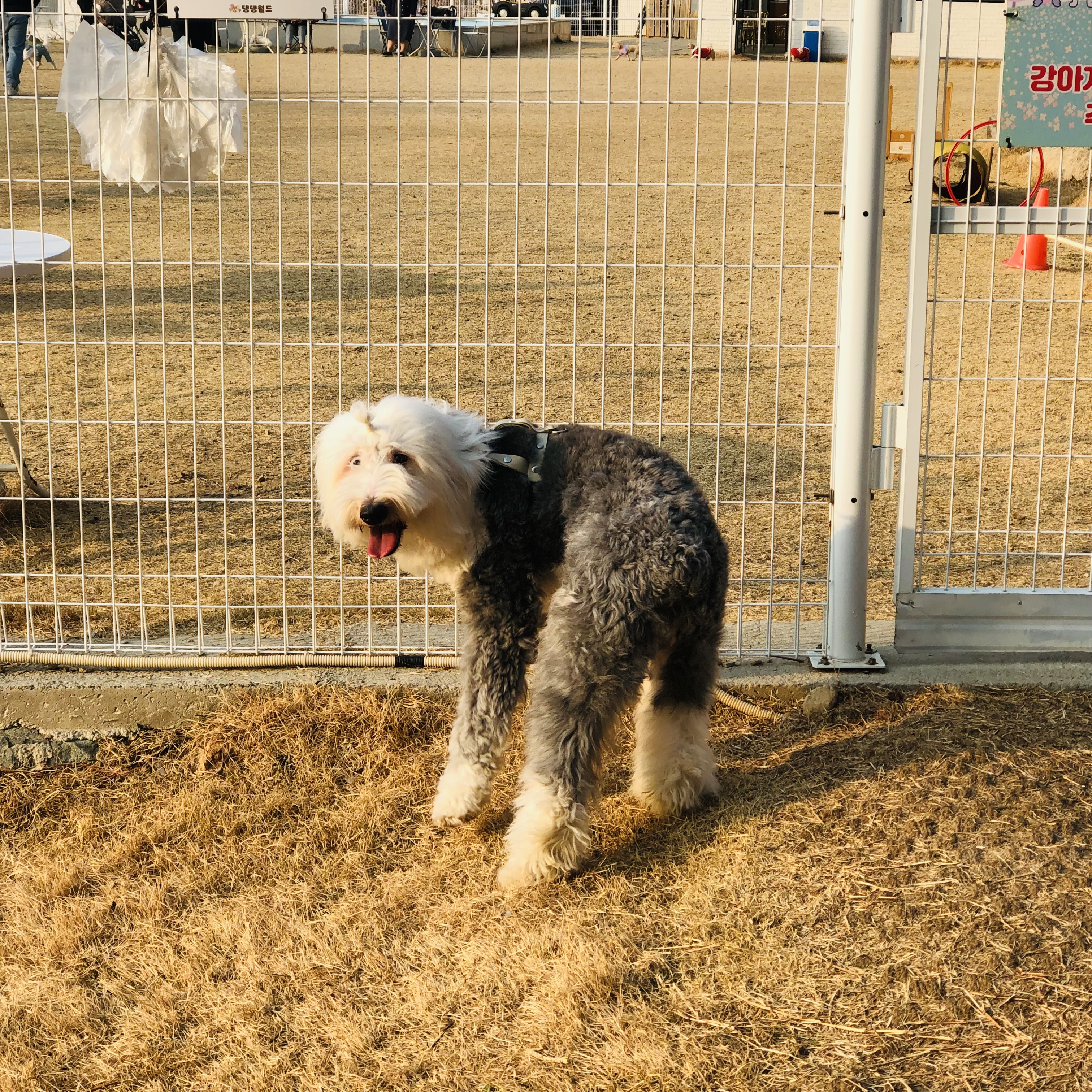 유기견보호센터 강아지보호소 고양이보호소 - 펫찾기 27번째 사진
