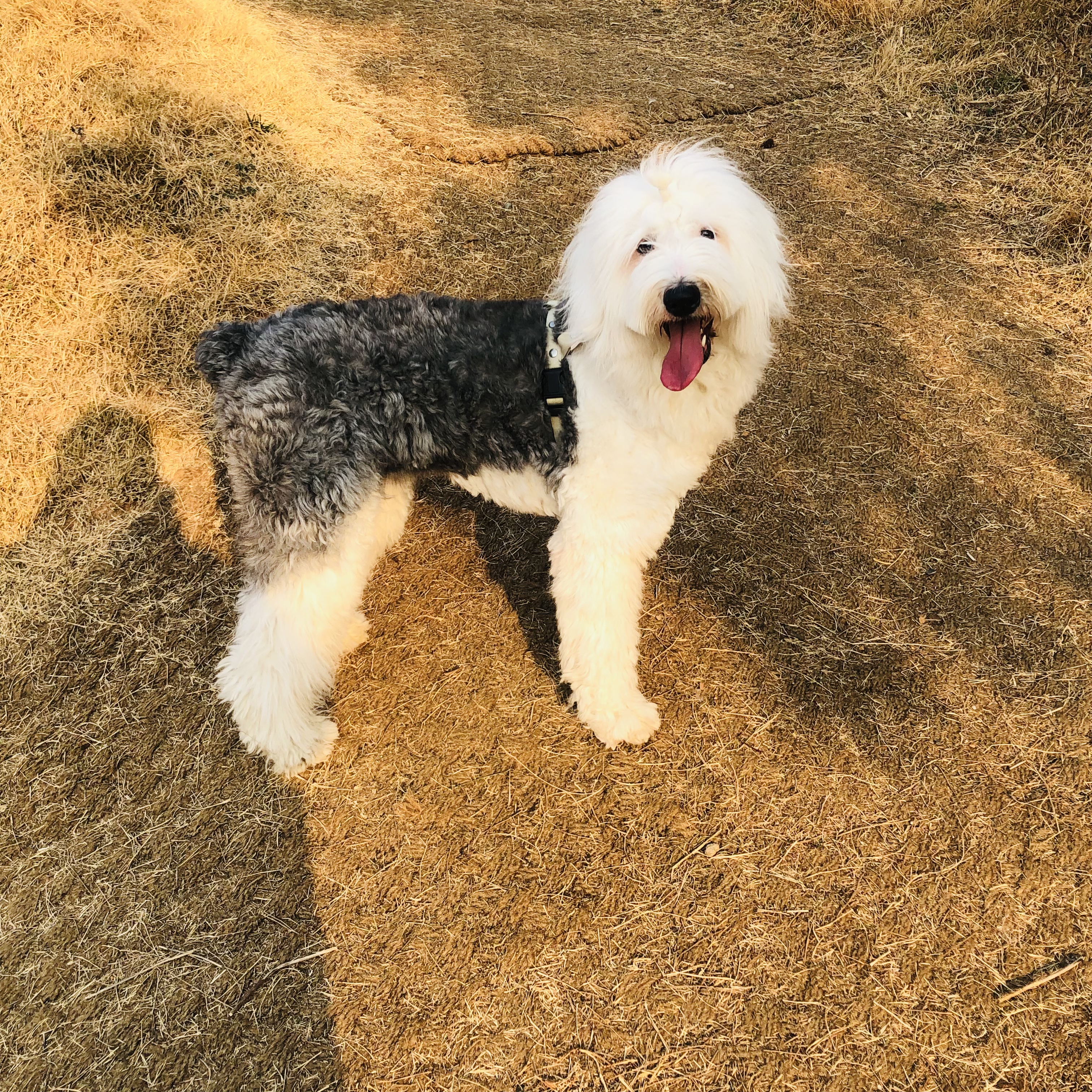 유기견보호센터 강아지보호소 고양이보호소 - 펫찾기 26번째 사진