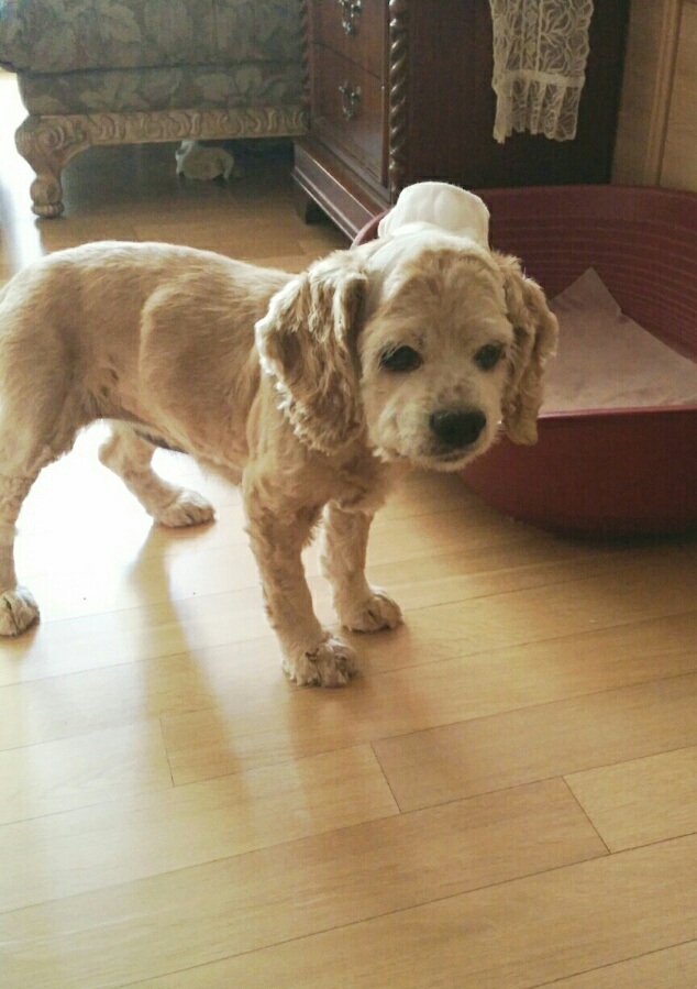 붕대 감고있는 코카스페니얼 찾습니다. - 강아지 찾아요 - 유기견 보호 센터 - 이미지 1