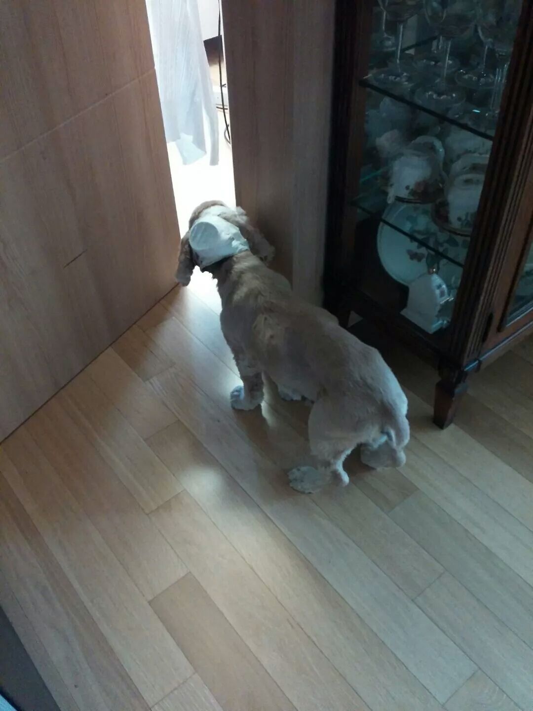 붕대 감고있는 코카스페니얼 찾습니다. - 강아지 찾아요 - 유기견 보호 센터 - 이미지 2