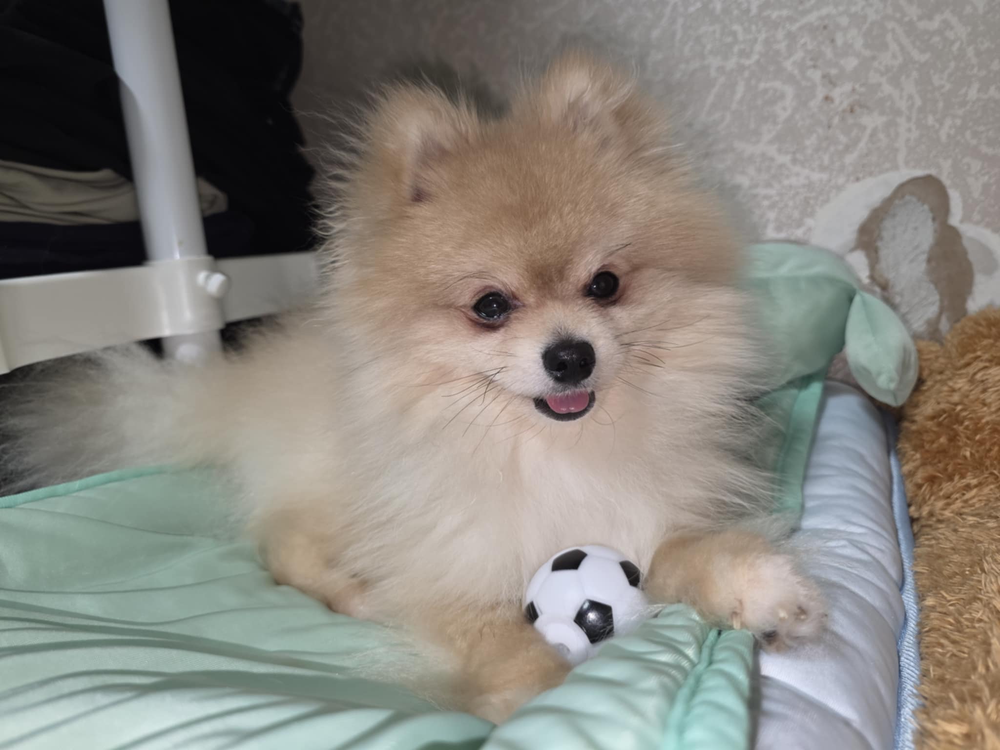 유기견보호센터 강아지보호소 고양이보호소 - 펫찾기 5번째 사진