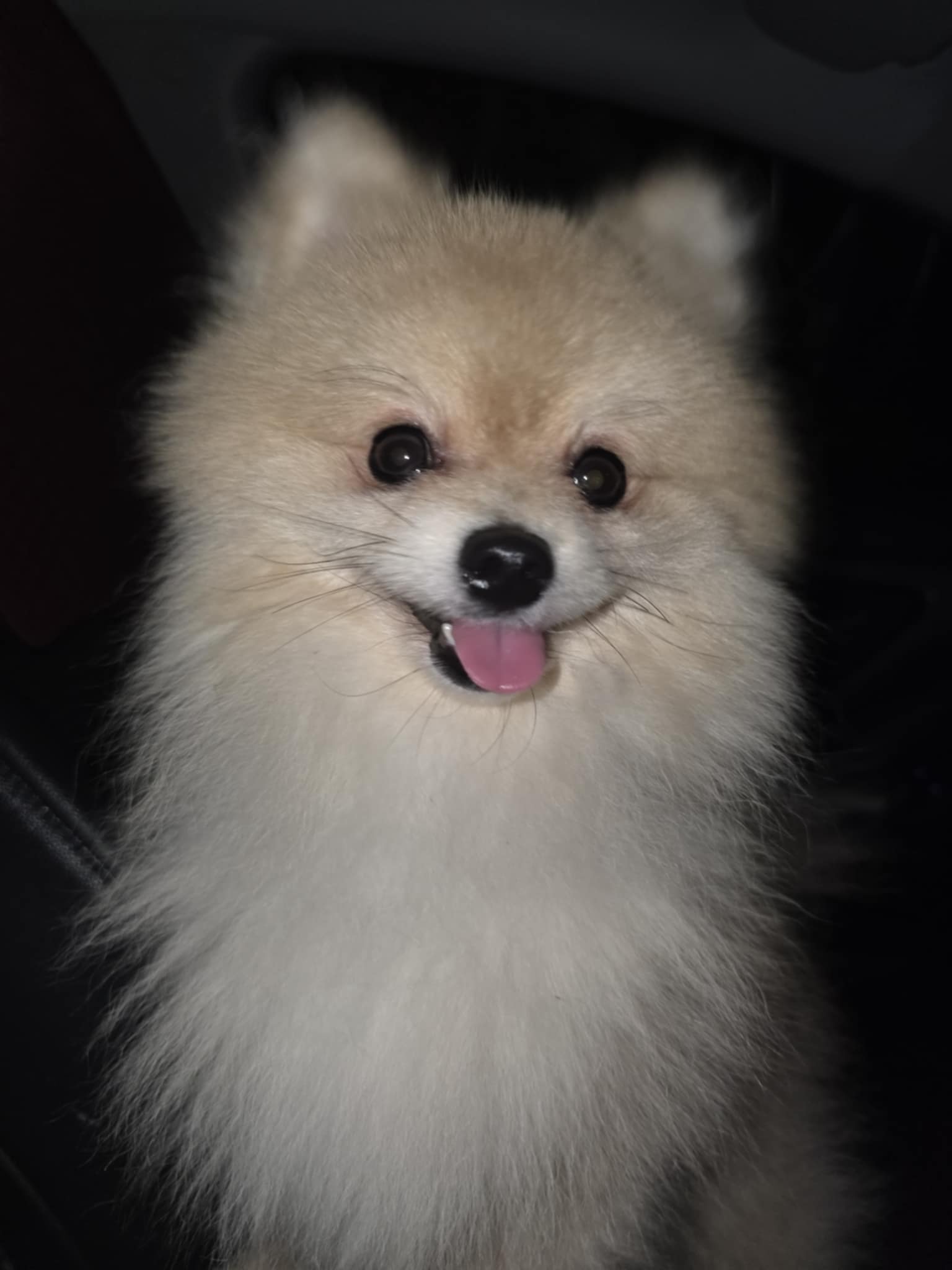 유기견보호센터 강아지보호소 고양이보호소 - 펫찾기 9번째 사진