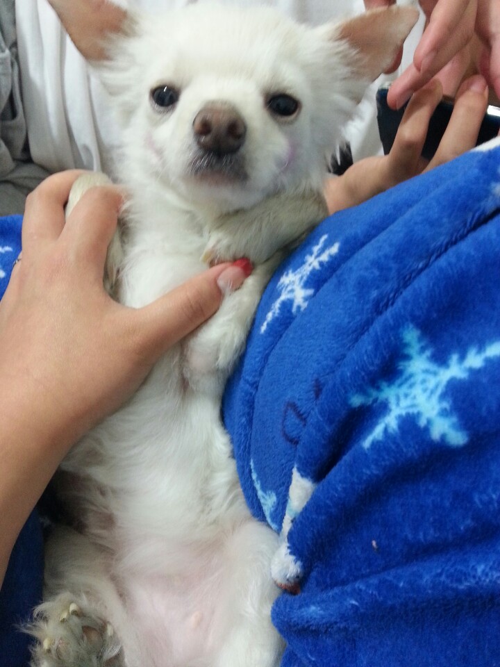 유기견보호센터 강아지보호소 고양이보호소 - 펫찾기 16번째 사진