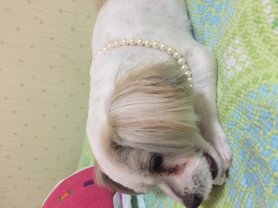 시추(믹스견) 찾습니다