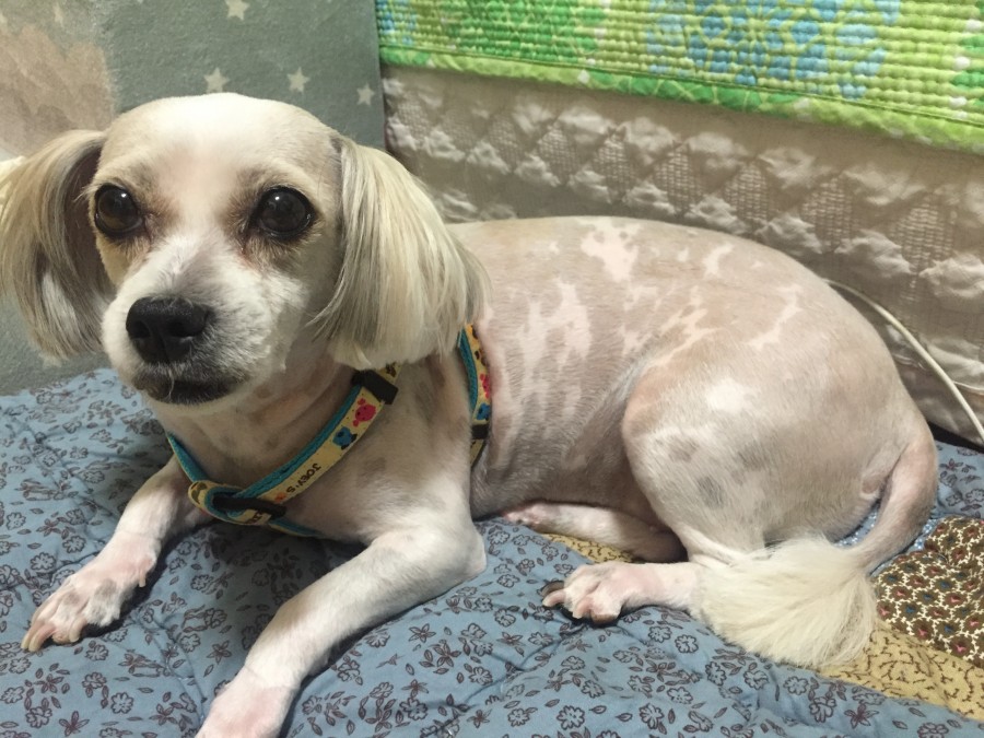 시추(믹스견) 찾습니다 2번째 사진