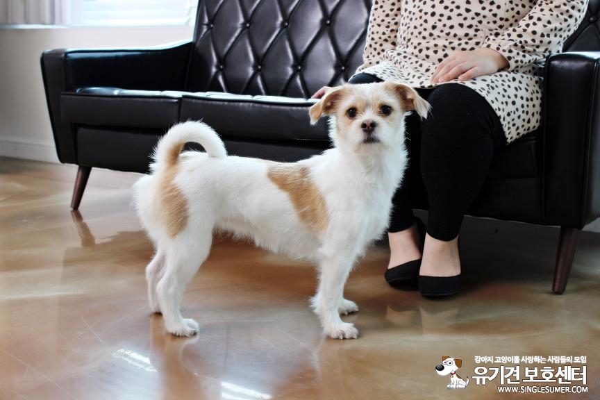 시흥동 문일고등학교 근처 강아지를 찾습니다.