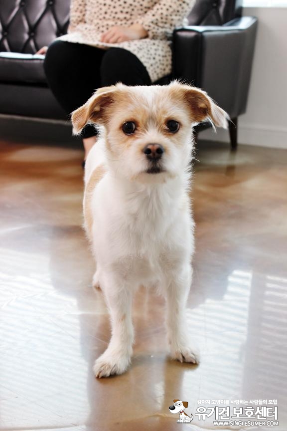시흥동 문일고등학교 근처 강아지를 찾습니다. 2번째 사진