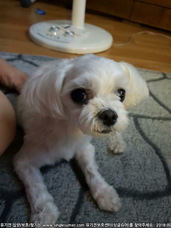 유기견보호센터 강아지보호소 고양이보호소 - 펫찾기 27번째 사진