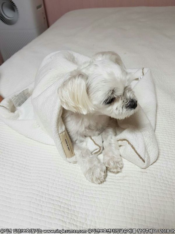 유기견보호센터 강아지보호소 고양이보호소 - 펫찾기 26번째 사진