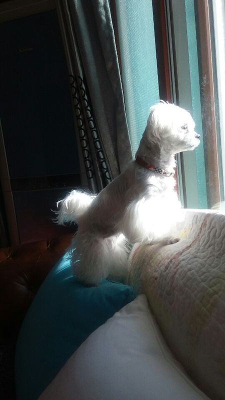 유기견보호센터 강아지보호소 고양이보호소 - 펫찾기 25번째 사진