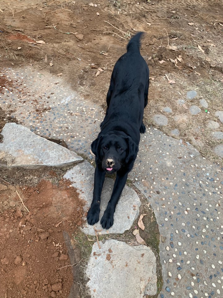 유기견보호센터 강아지보호소 고양이보호소 - 펫찾기 18번째 사진