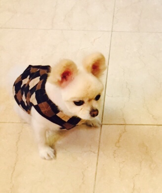 유기견보호센터 강아지보호소 고양이보호소 - 펫찾기 20번째 사진