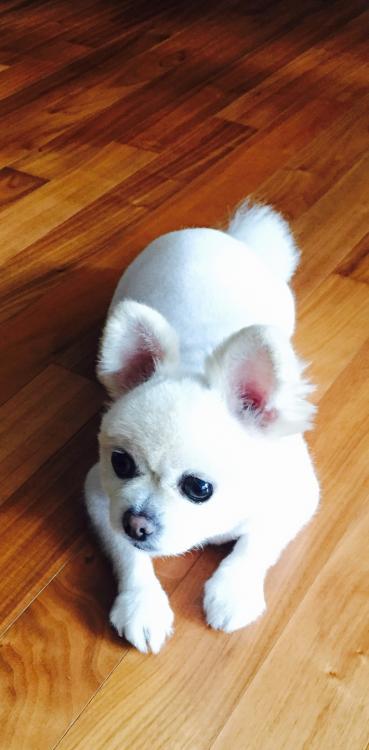 유기견보호센터 강아지보호소 고양이보호소 - 펫찾기 21번째 사진