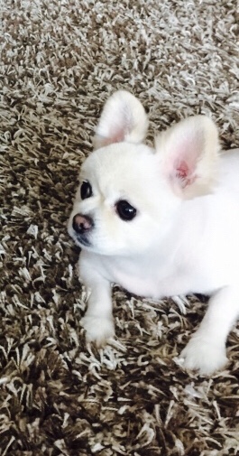 유기견보호센터 강아지보호소 고양이보호소 - 펫찾기 19번째 사진