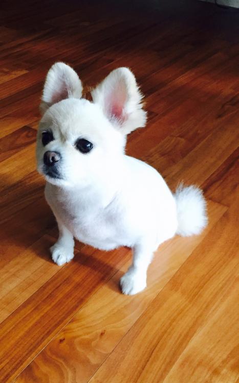 유기견보호센터 강아지보호소 고양이보호소 - 펫찾기 18번째 사진