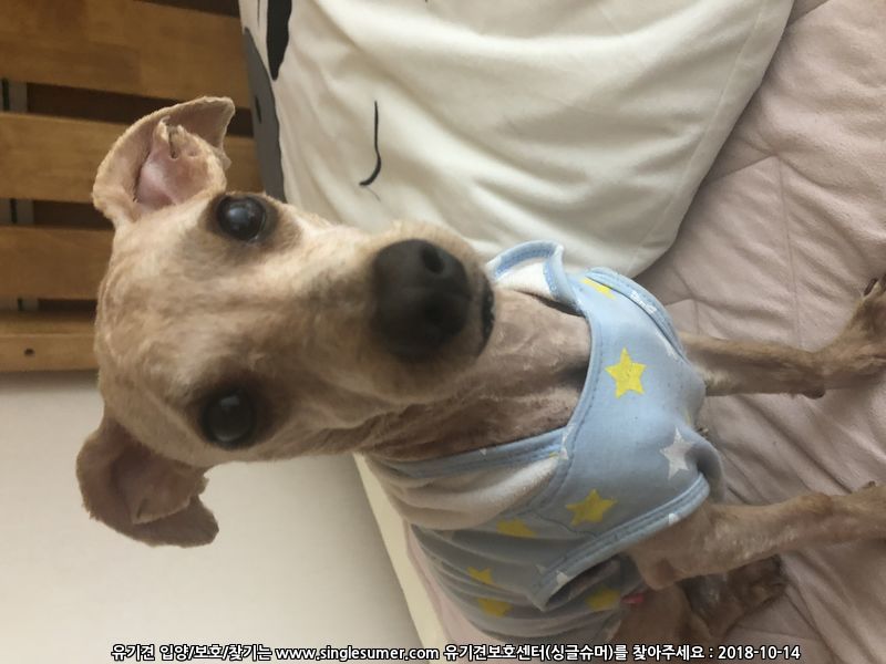 유기견보호센터 강아지보호소 고양이보호소 - 펫찾기 10번째 사진