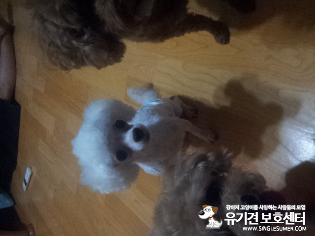 20150711_211649.jpg : 푸들 수컷 콩이 찾습니다ㅠ