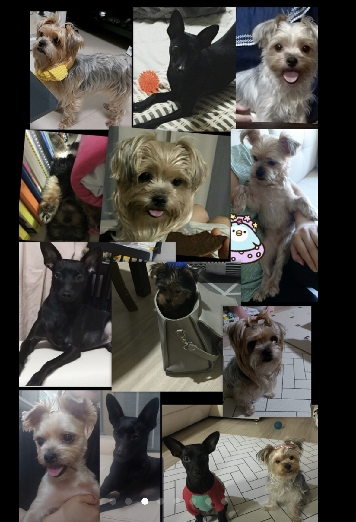 유기견보호센터 강아지보호소 고양이보호소 - 펫찾기 12번째 사진