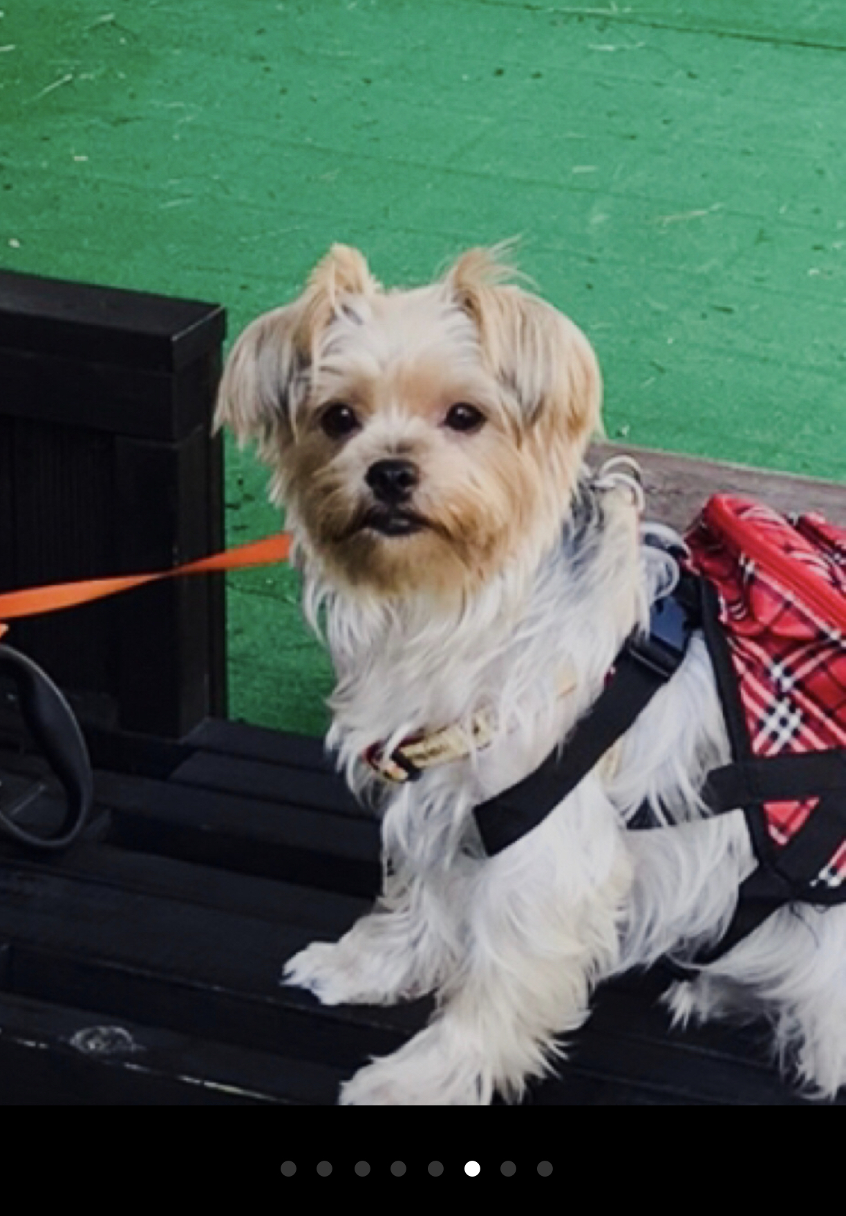 유기견보호센터 강아지보호소 고양이보호소 - 펫찾기 13번째 사진