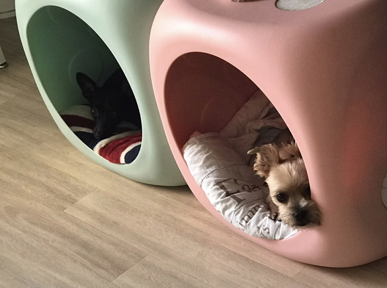 유기견보호센터 강아지보호소 고양이보호소 - 펫찾기 14번째 사진