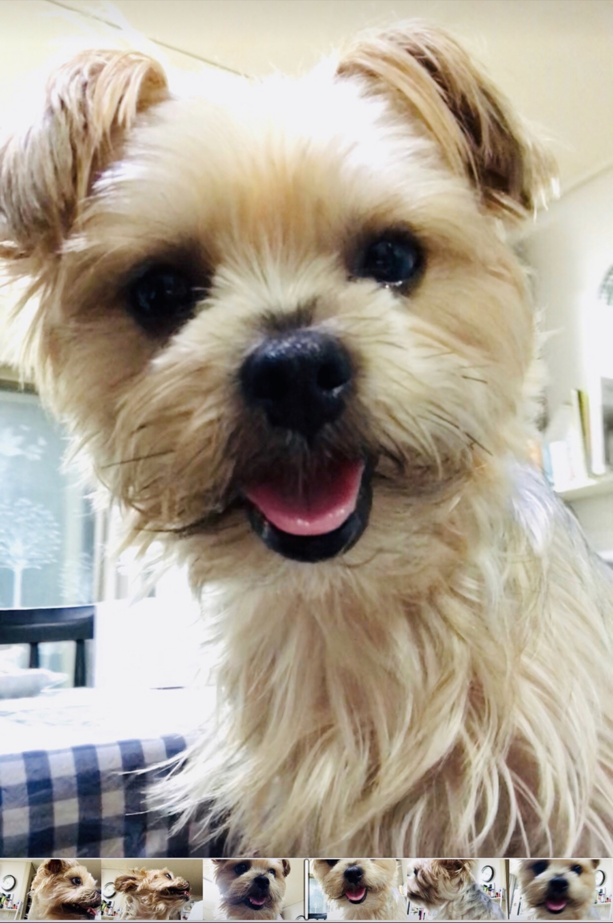 유기견보호센터 강아지보호소 고양이보호소 - 펫찾기 15번째 사진