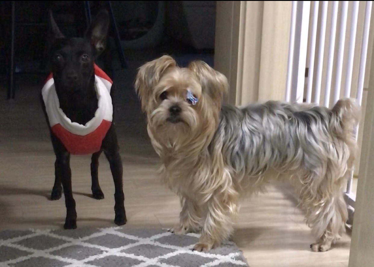 유기견보호센터 강아지보호소 고양이보호소 - 펫찾기 11번째 사진