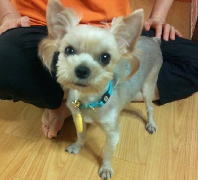 남양주마석 은색 요크셔테리어 루시 찾습니다!!! - 강아지 찾아요 - 유기견 보호 센터 - 이미지 1