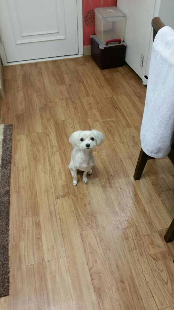 안양 비산동 [말티즈] 몽이를 찾아요!! 2번째 사진