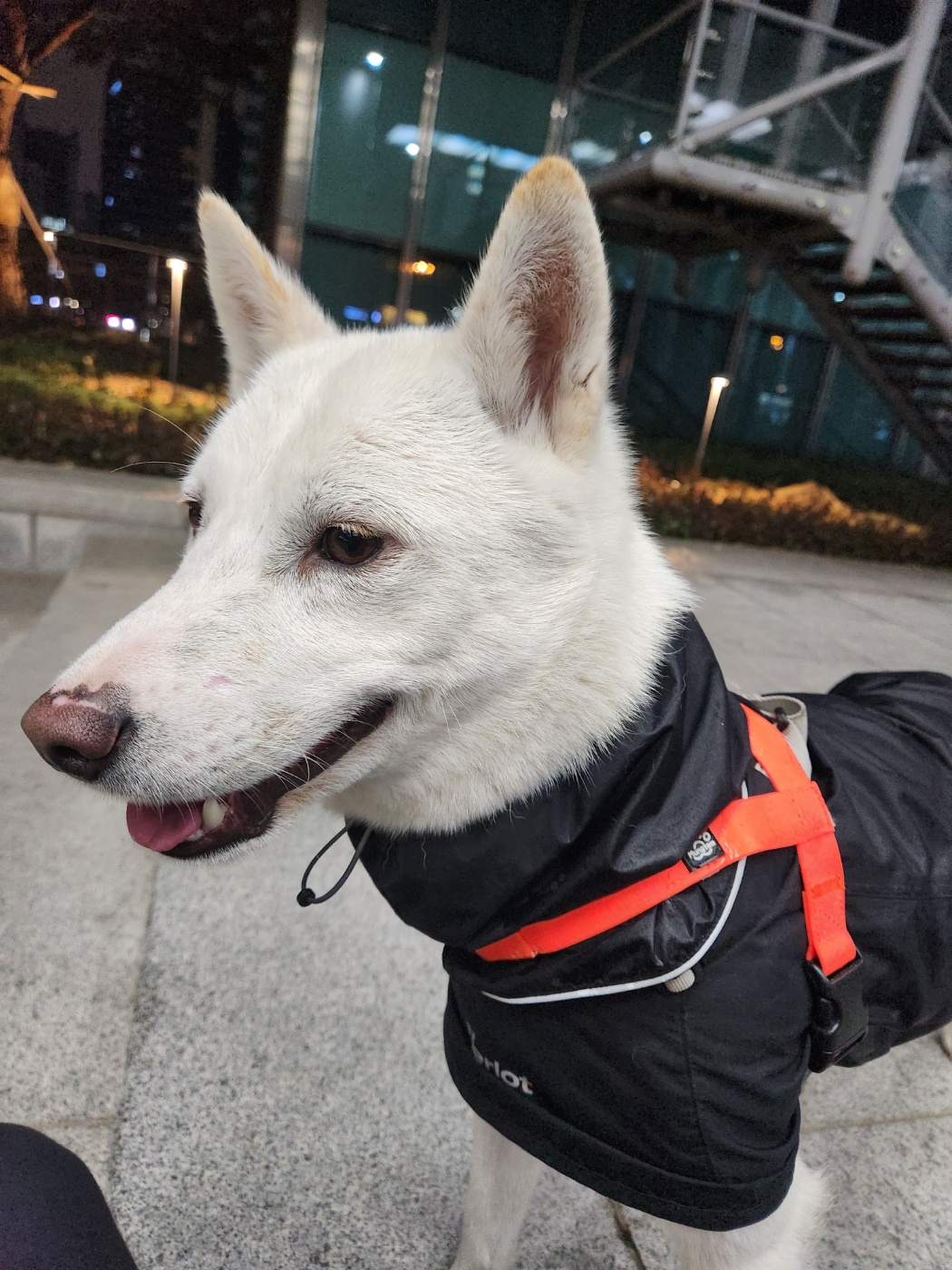 유기견보호센터 강아지보호소 고양이보호소 - 펫찾기 9번째 사진