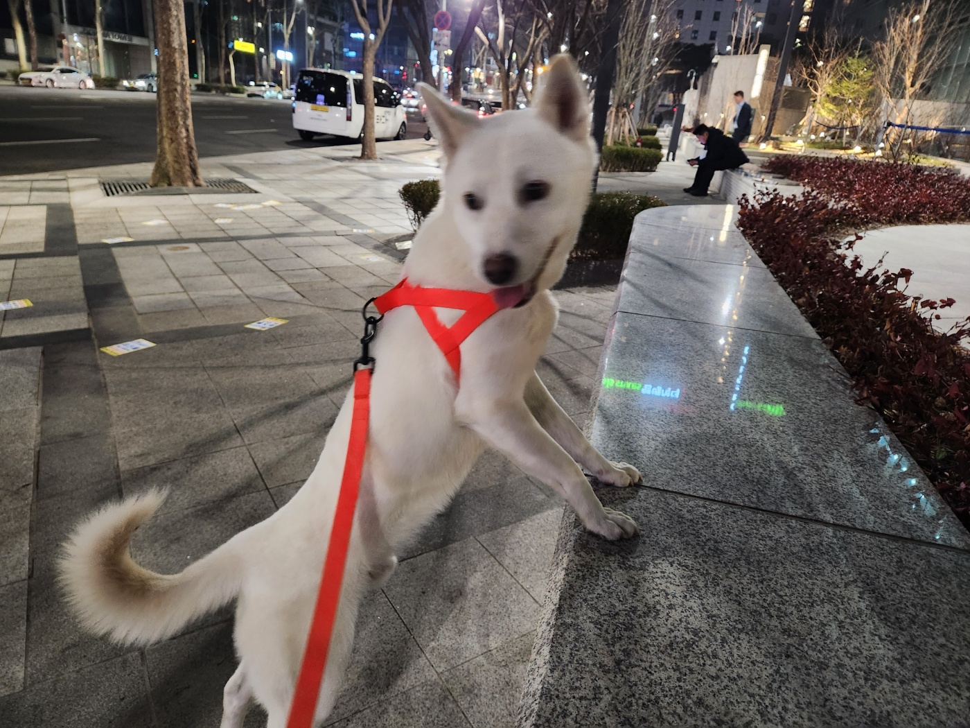 유기견보호센터 강아지보호소 고양이보호소 - 펫찾기 10번째 사진