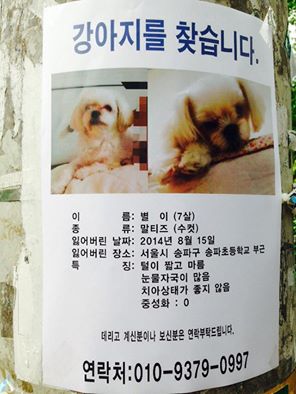 송파구 강아지 찾습니다(말티즈) - 강아지 찾아요 - 유기견 보호 센터 - 이미지 1