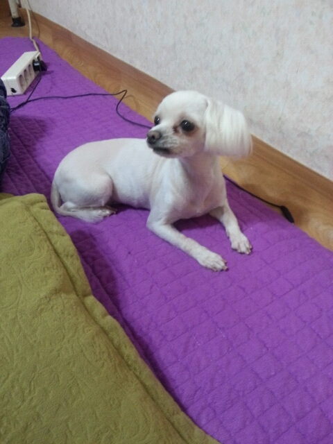 경기도 성남시 신흥2동 말티즈 여자 8년된 강아지 찾아요 - 강아지 찾아요 - 유기견 보호 센터 - 이미지 1