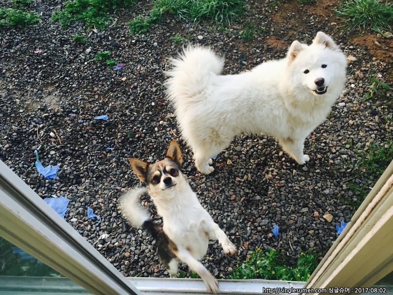 사모예드 여자아이 찾습니다ㅠㅠ 3번째 사진