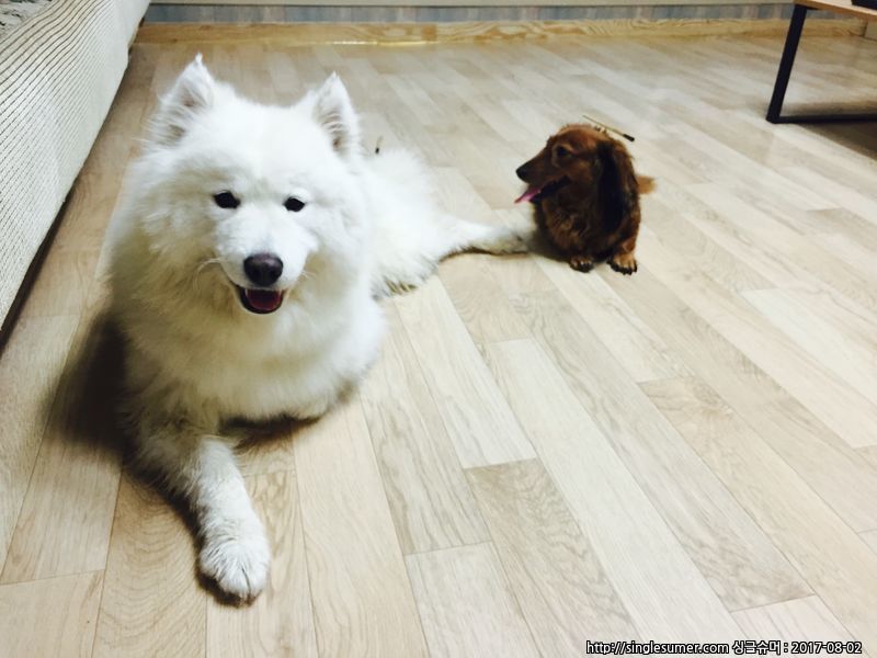 사모예드 여자아이 찾습니다ㅠㅠ 2번째 사진