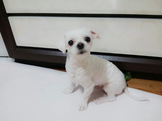 쌍문동숭미초근처에서실종!!말티즈수컷찾아요!!!!!!!! - 강아지 찾아요 - 유기견 보호 센터 - 이미지 1